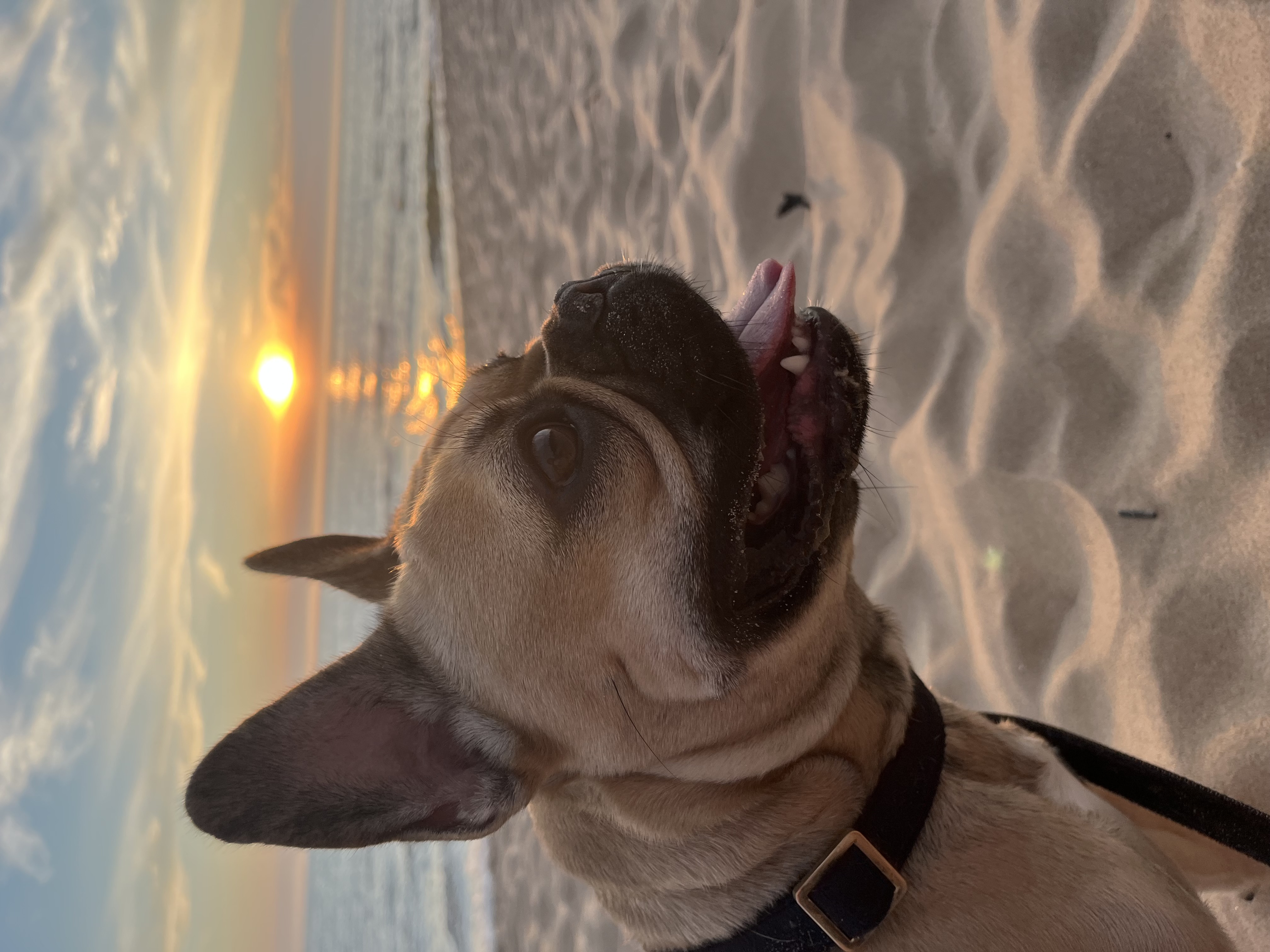 Sadie at the beach