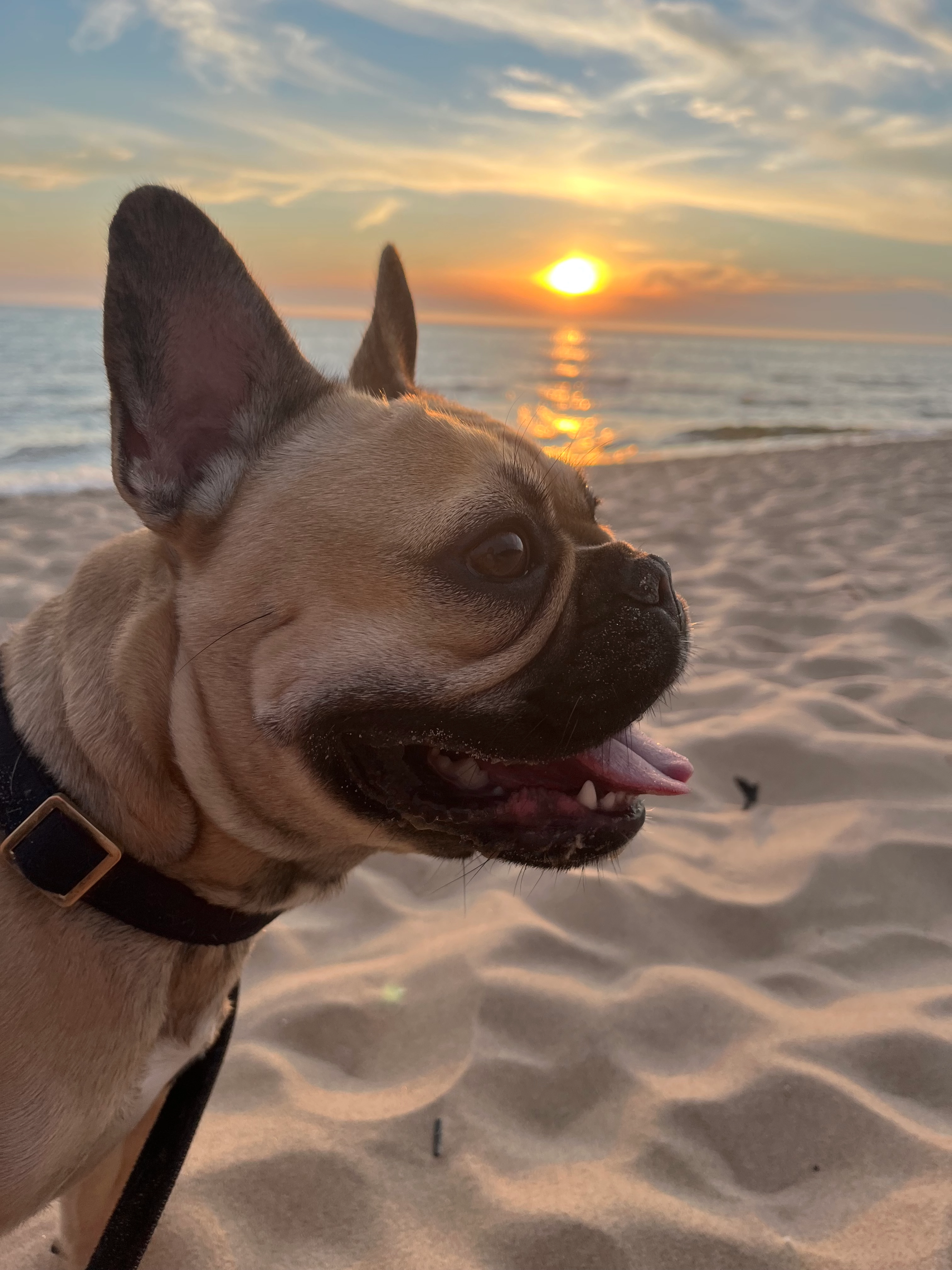 Sadie at the beach