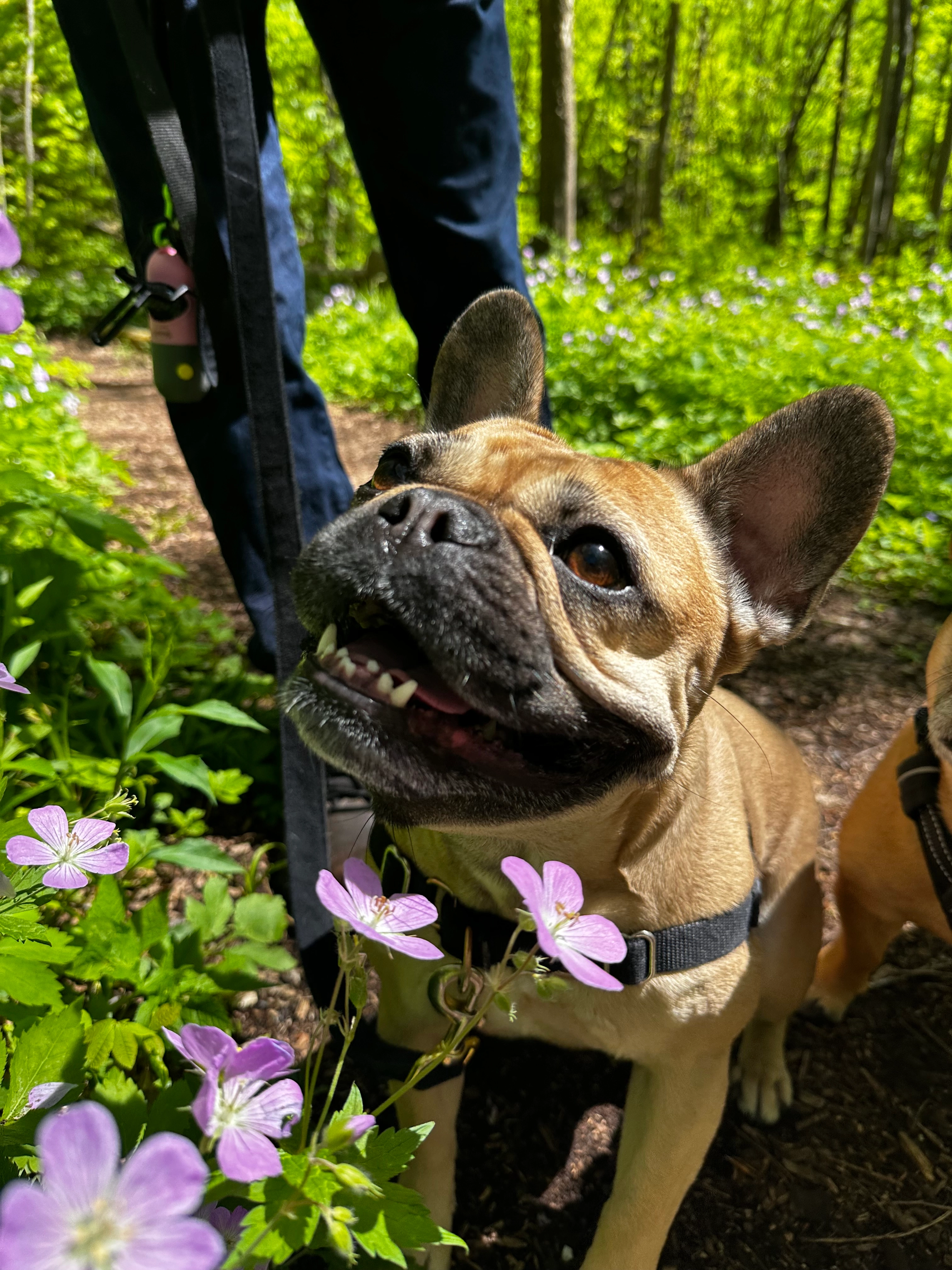Sadie by some flowers